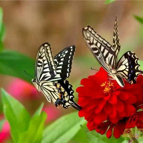 蝶恋花