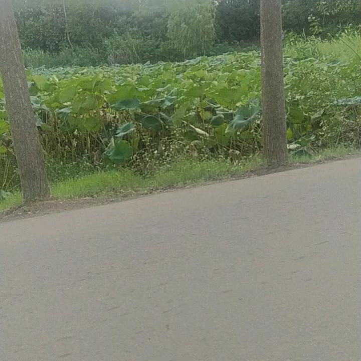 毛毛爷爷