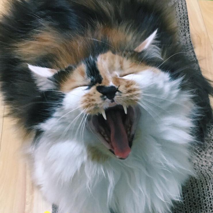 霸道乖娘娘的柔弱铲屎官