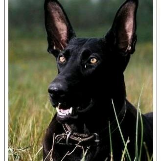 赛德纳犬舍商贸