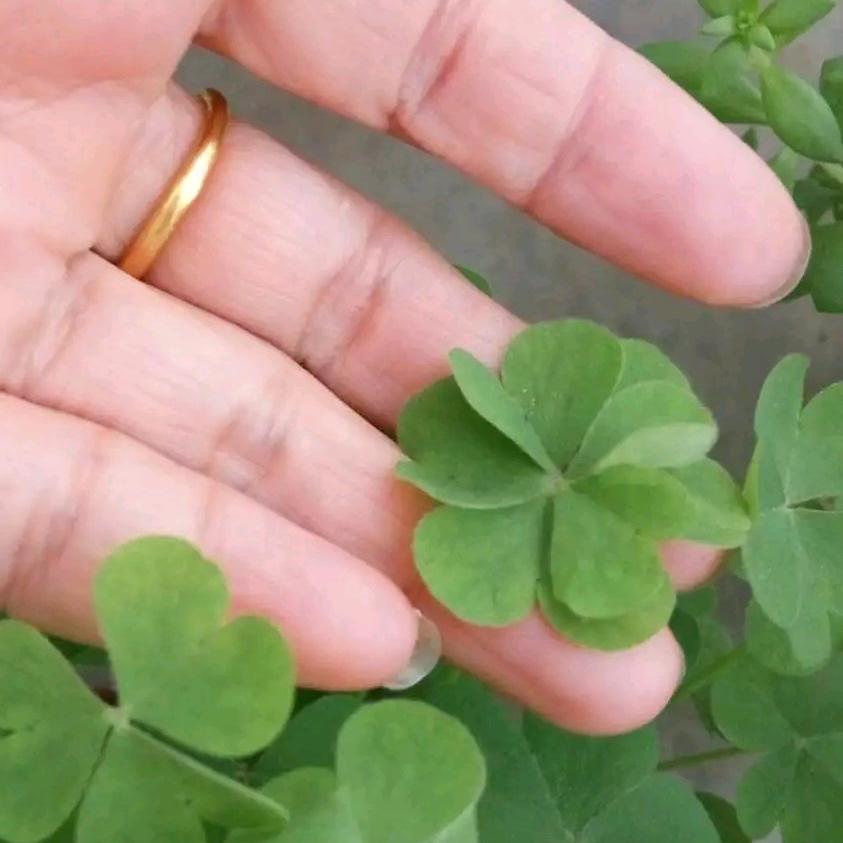 琴瑟和鸣（王范推拿何）