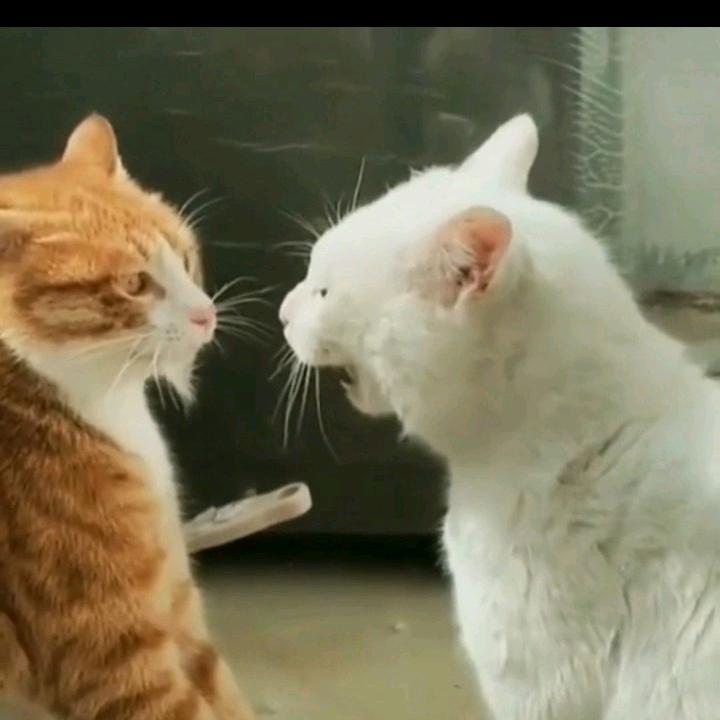 捣蛋哥