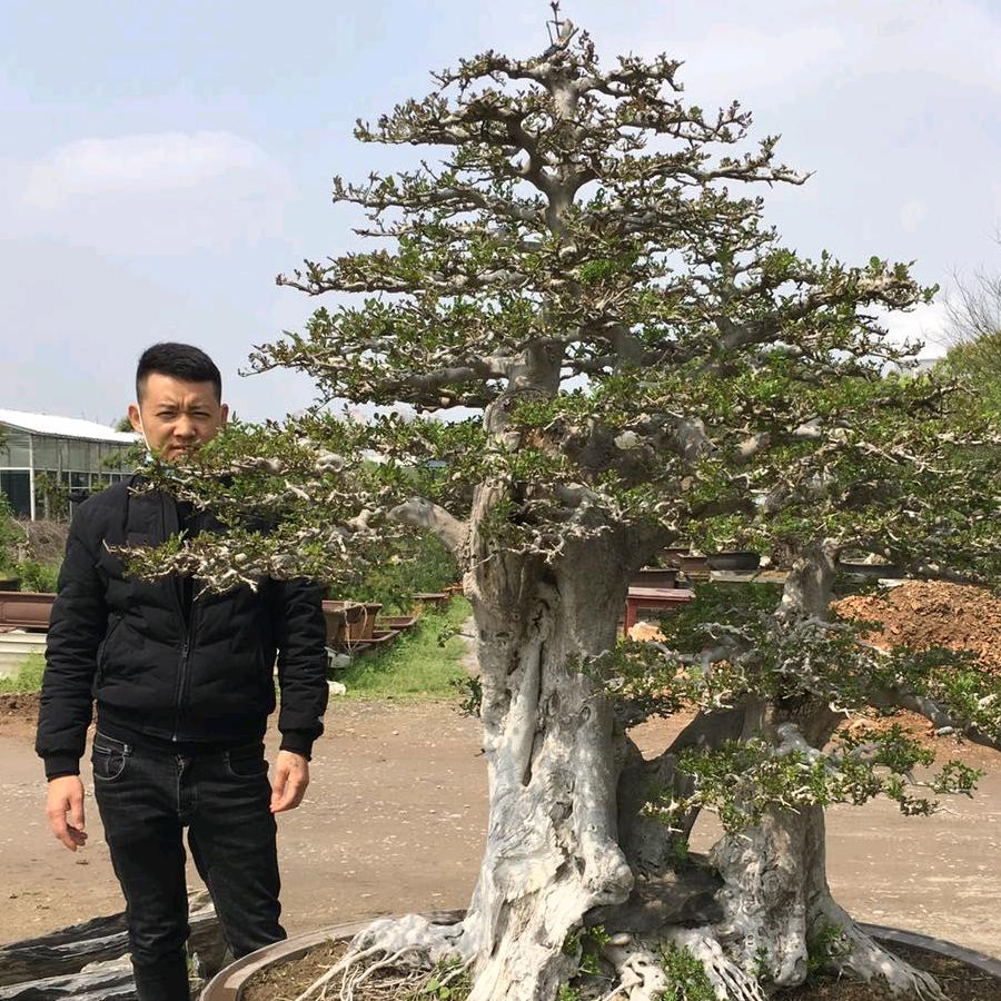 楷生盆景园
