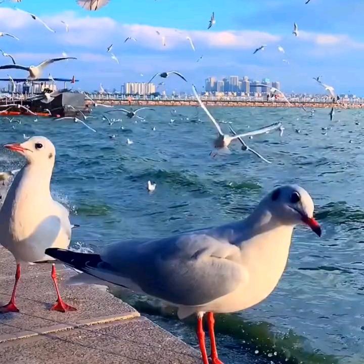 w七妹