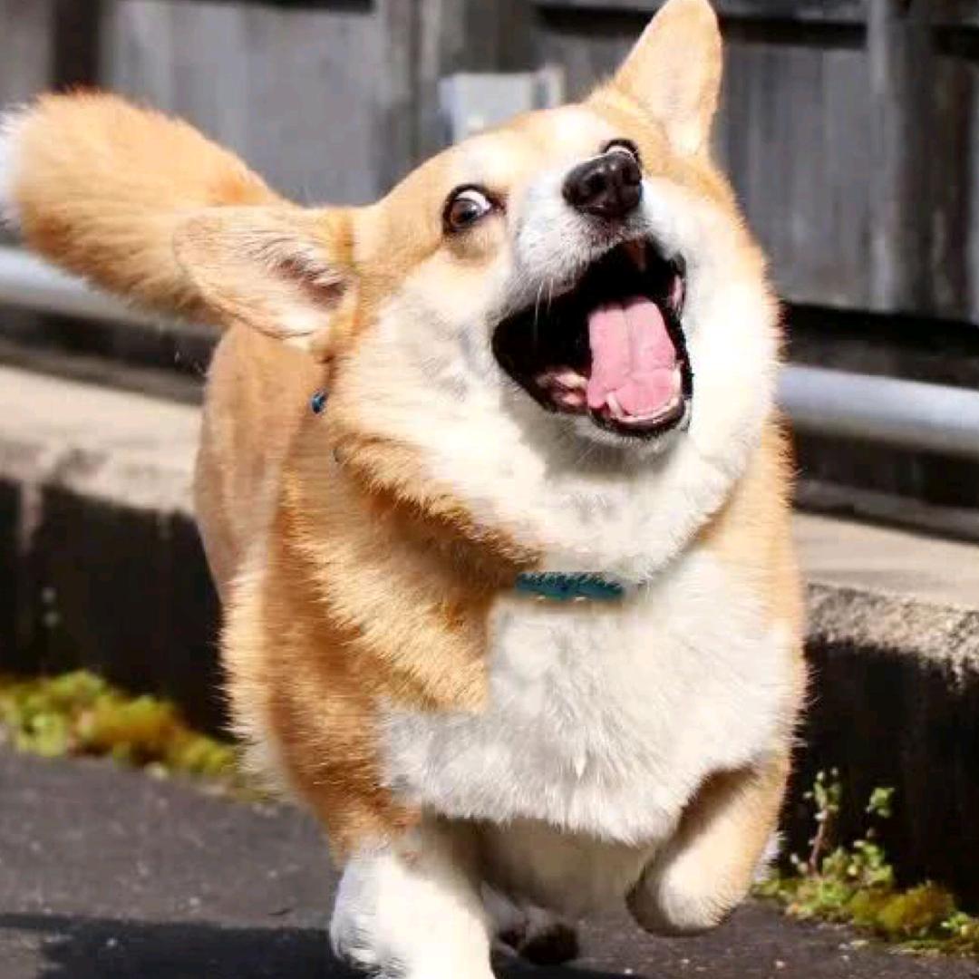 童九儿