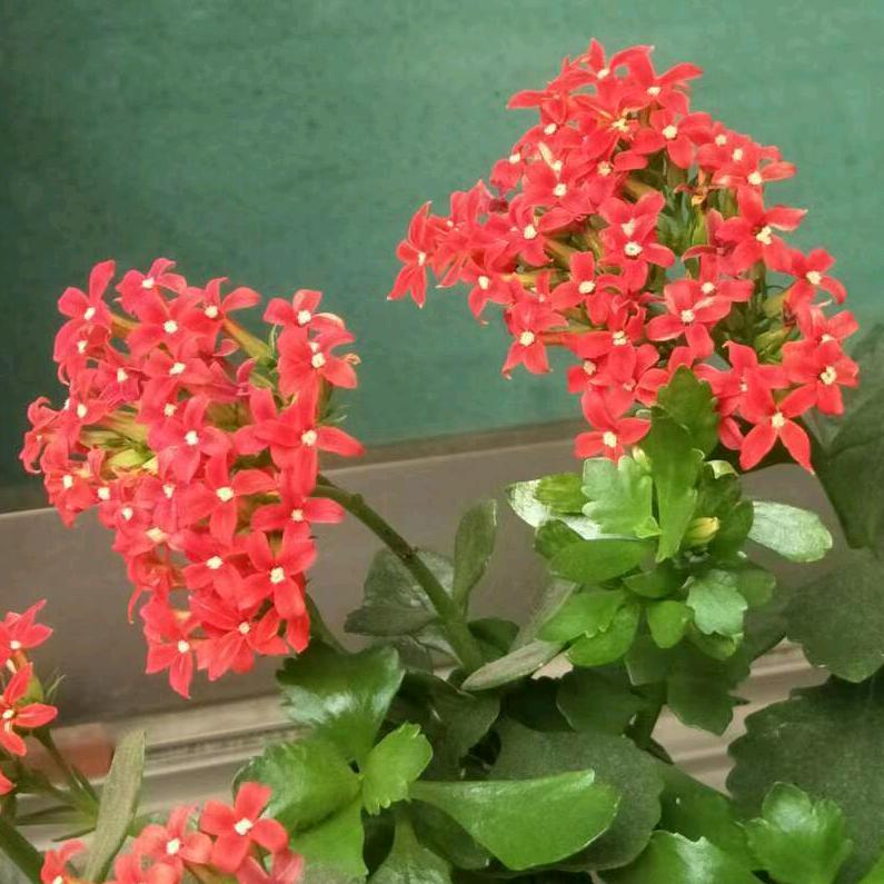 陈