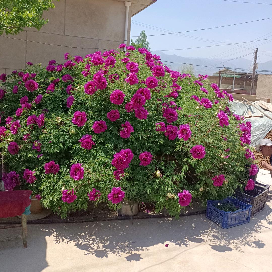 甘肃紫斑牡丹猎人