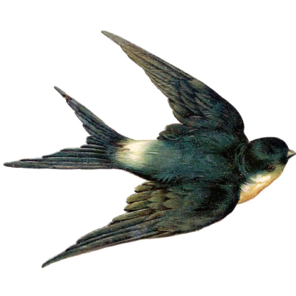 ꧁燕子꧂