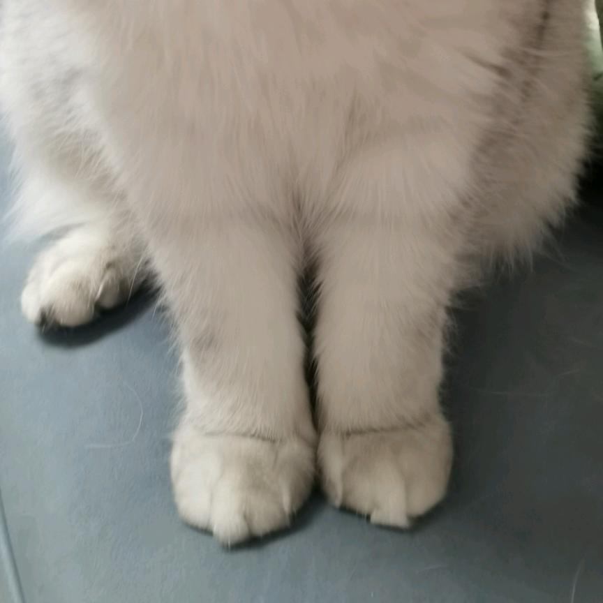 小白是只猫