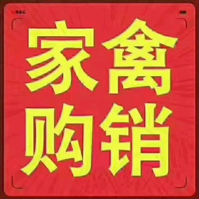 老母鸡，老公鸡，小公鸡，小母鸡，批发配送