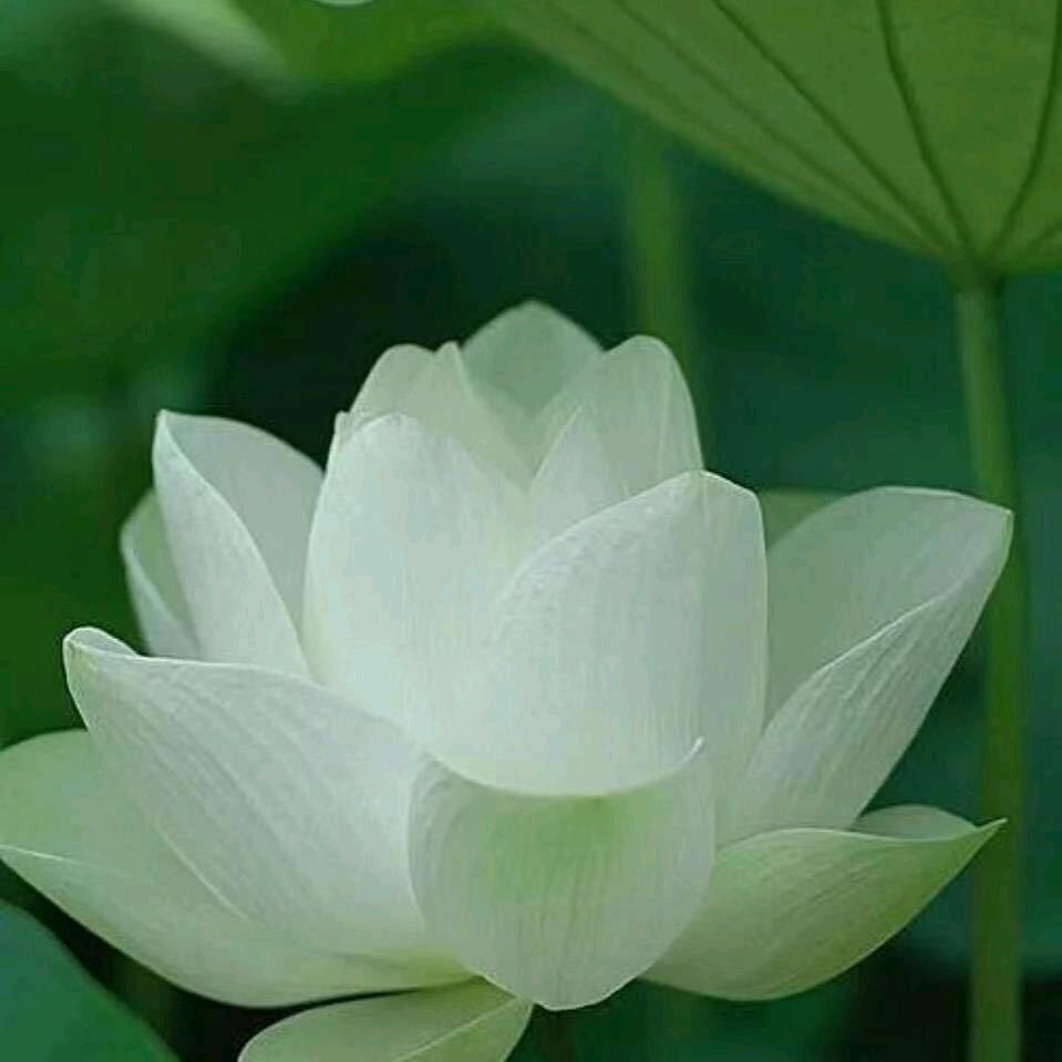 芬