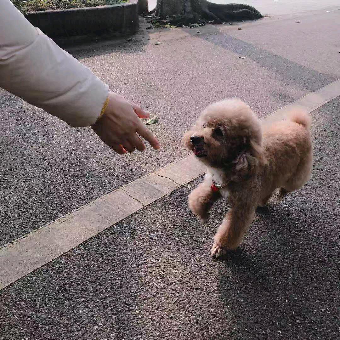12与花卷