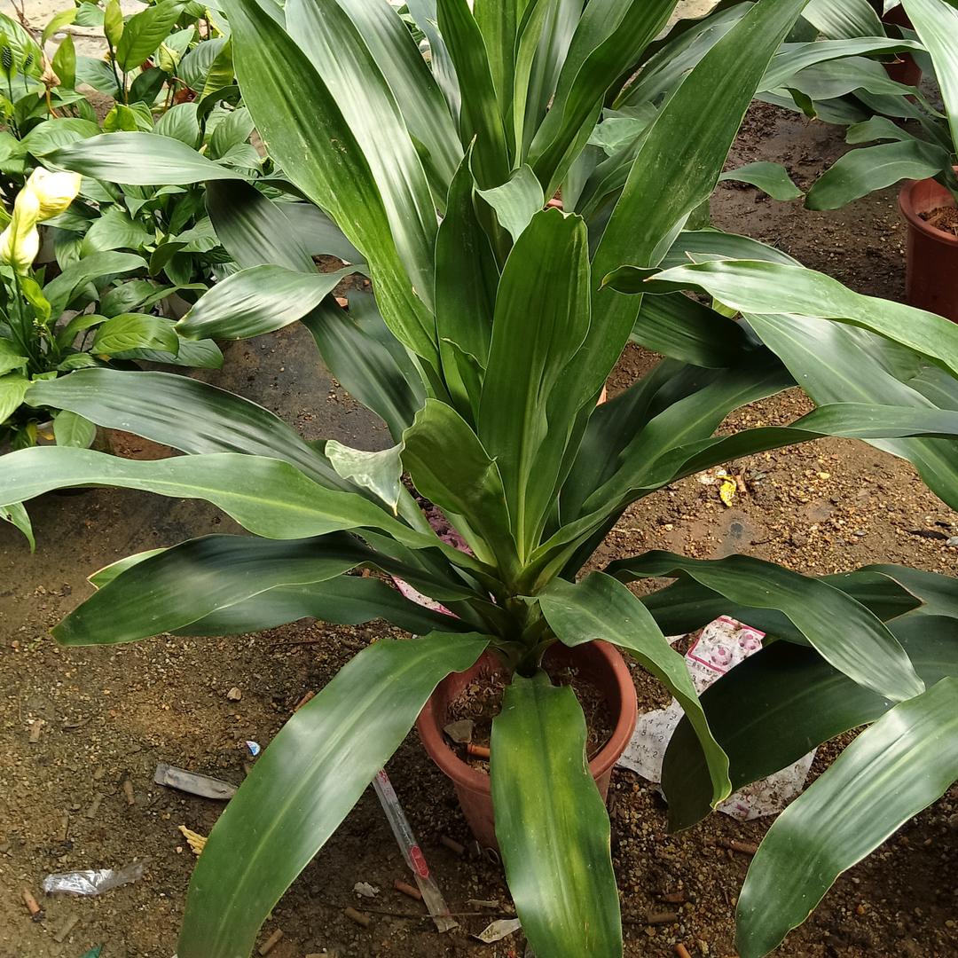 南宁市东哥果树苗木店