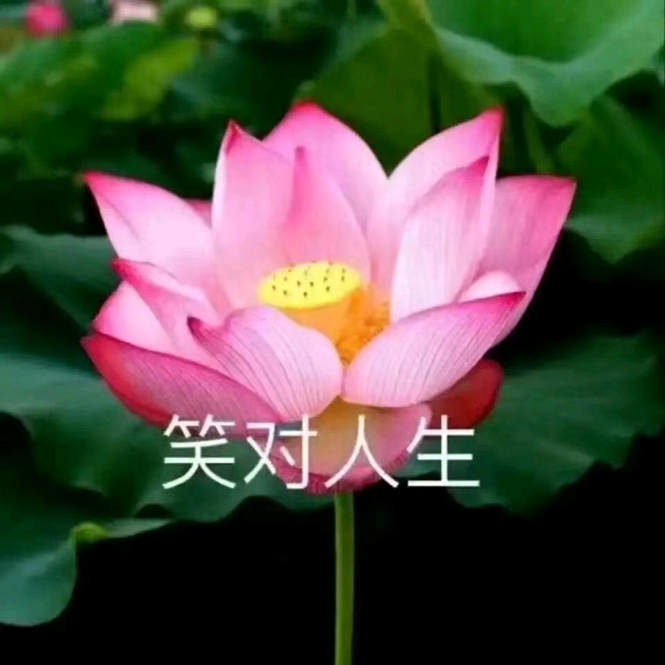 女人花