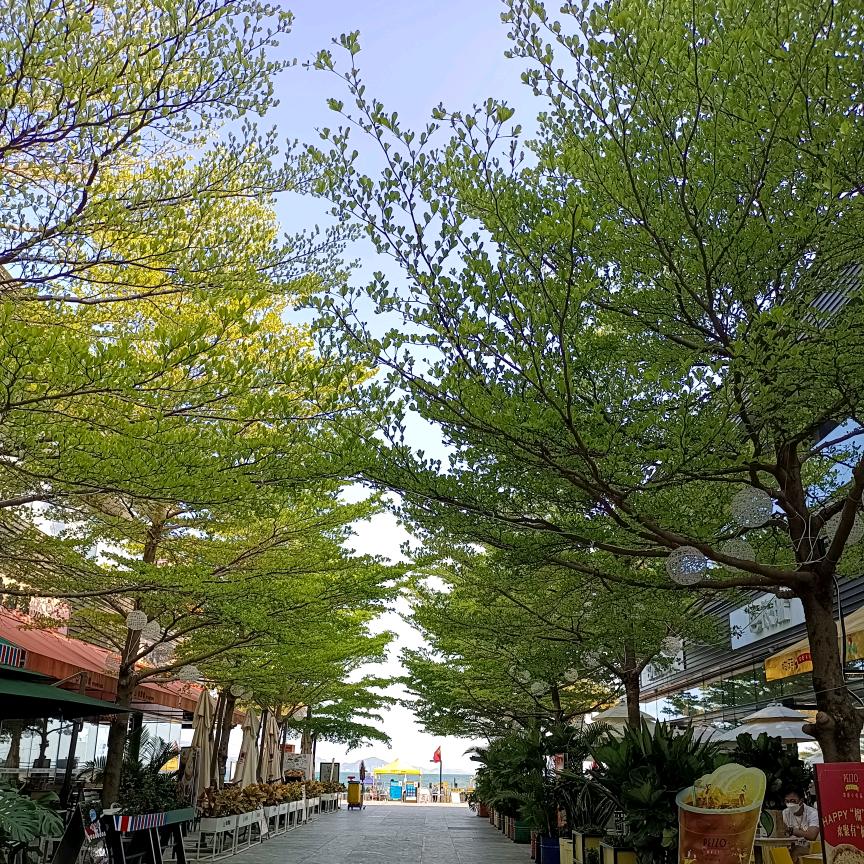海浪的声音