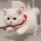 跳跳虎🐋
