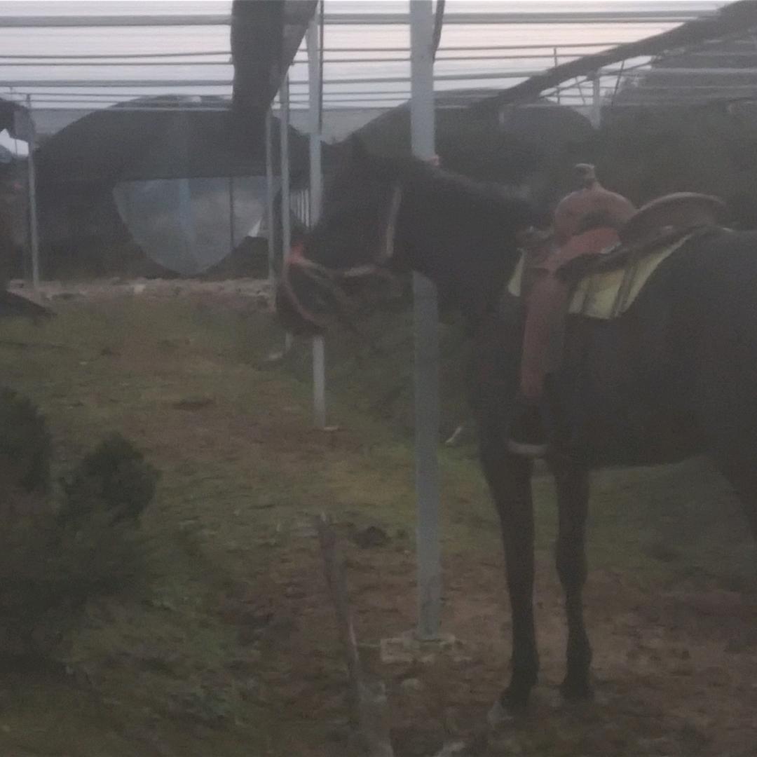 东北的头像