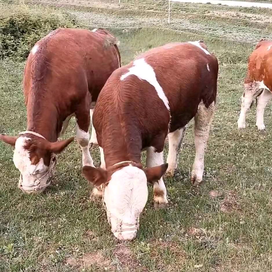 贵州四方养牛厂