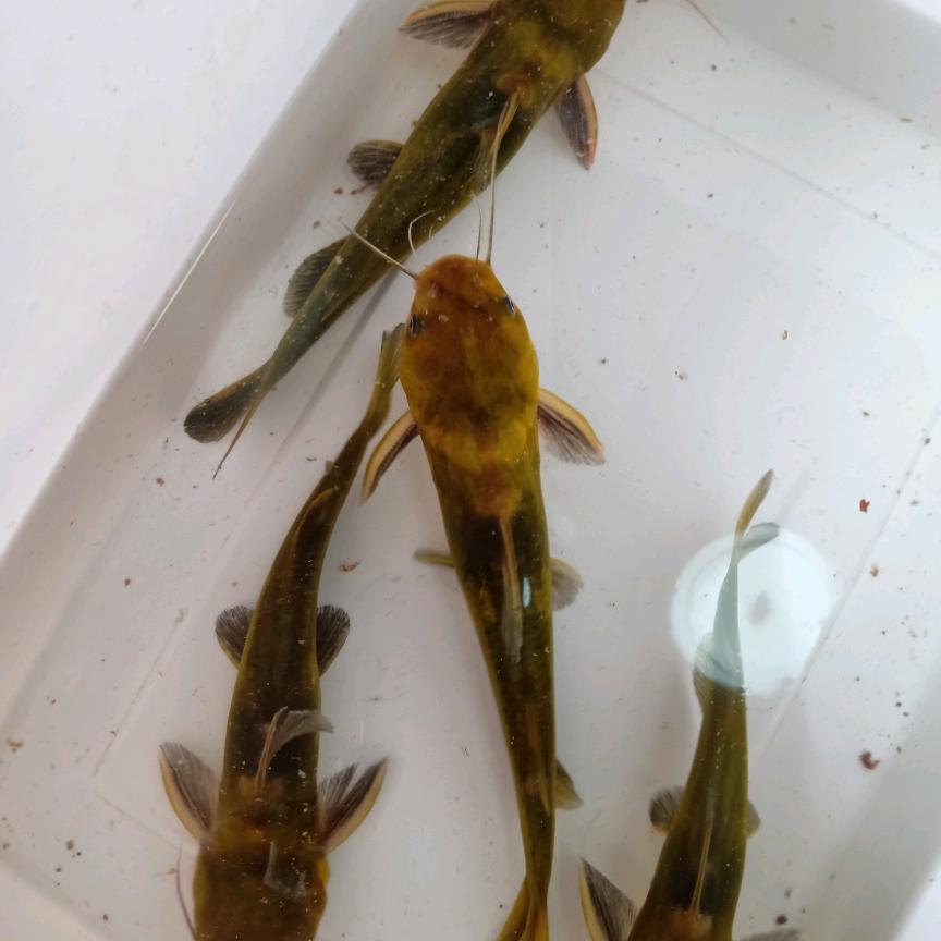 信永