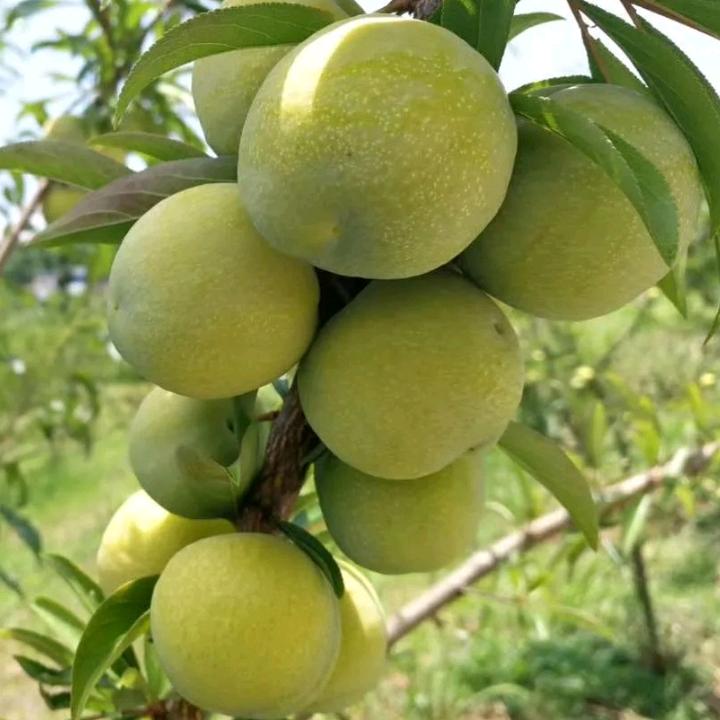 大量批发晚熟清脆李