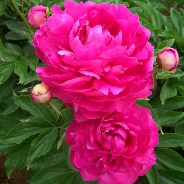 悠悠