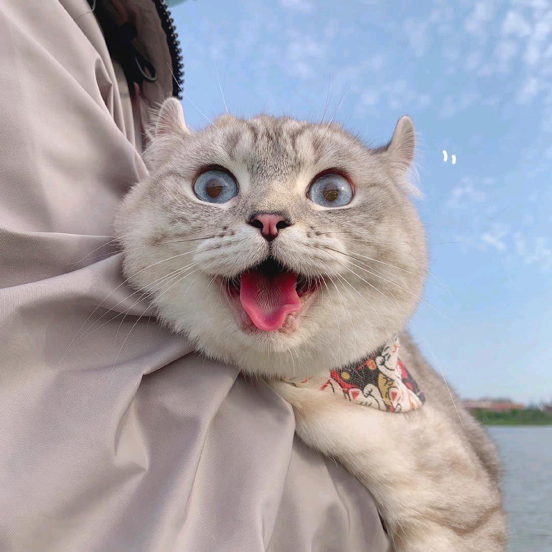 佳佳.直招