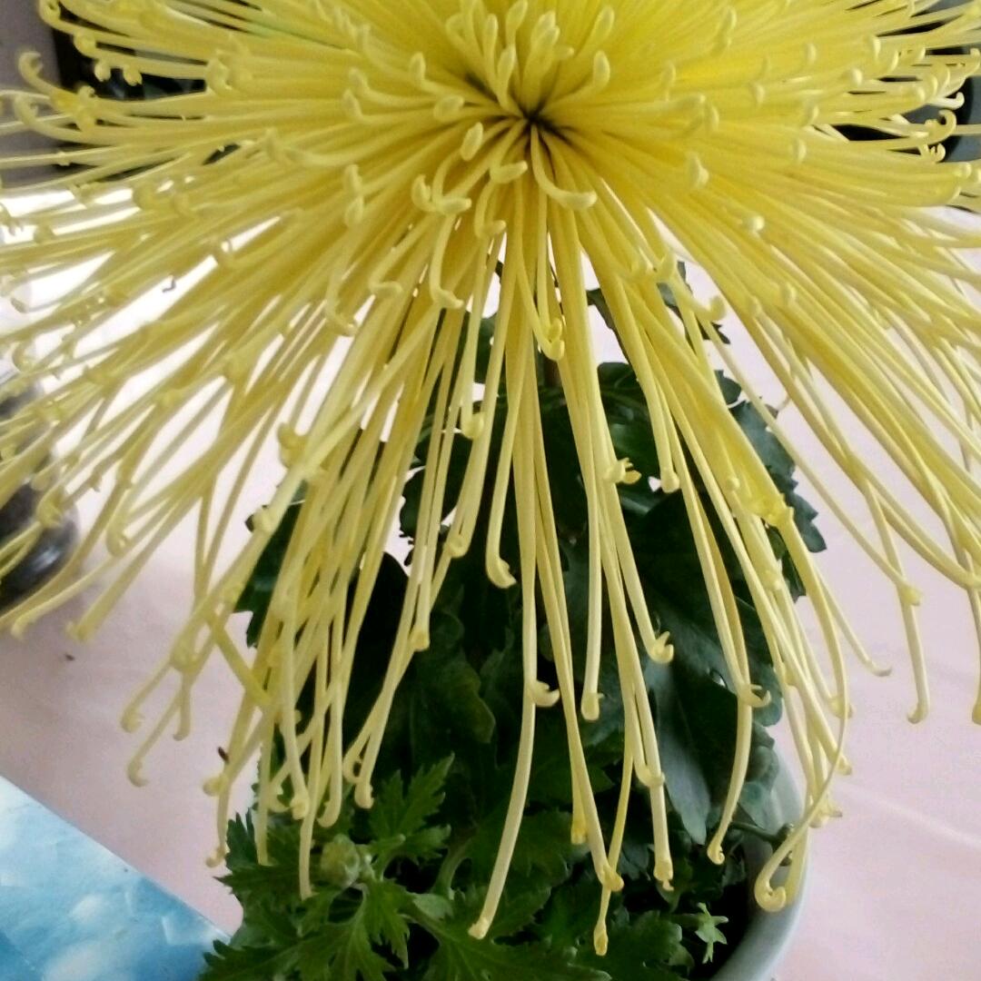 波叔