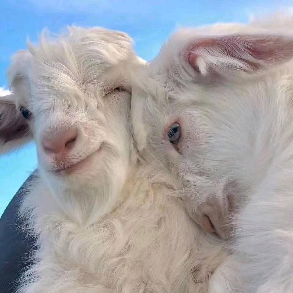 恰玛古味的比巴卜