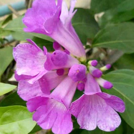 凡落花间