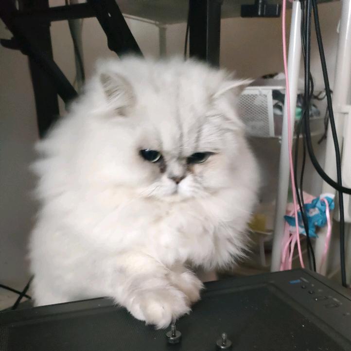 以太是个胖胖猫