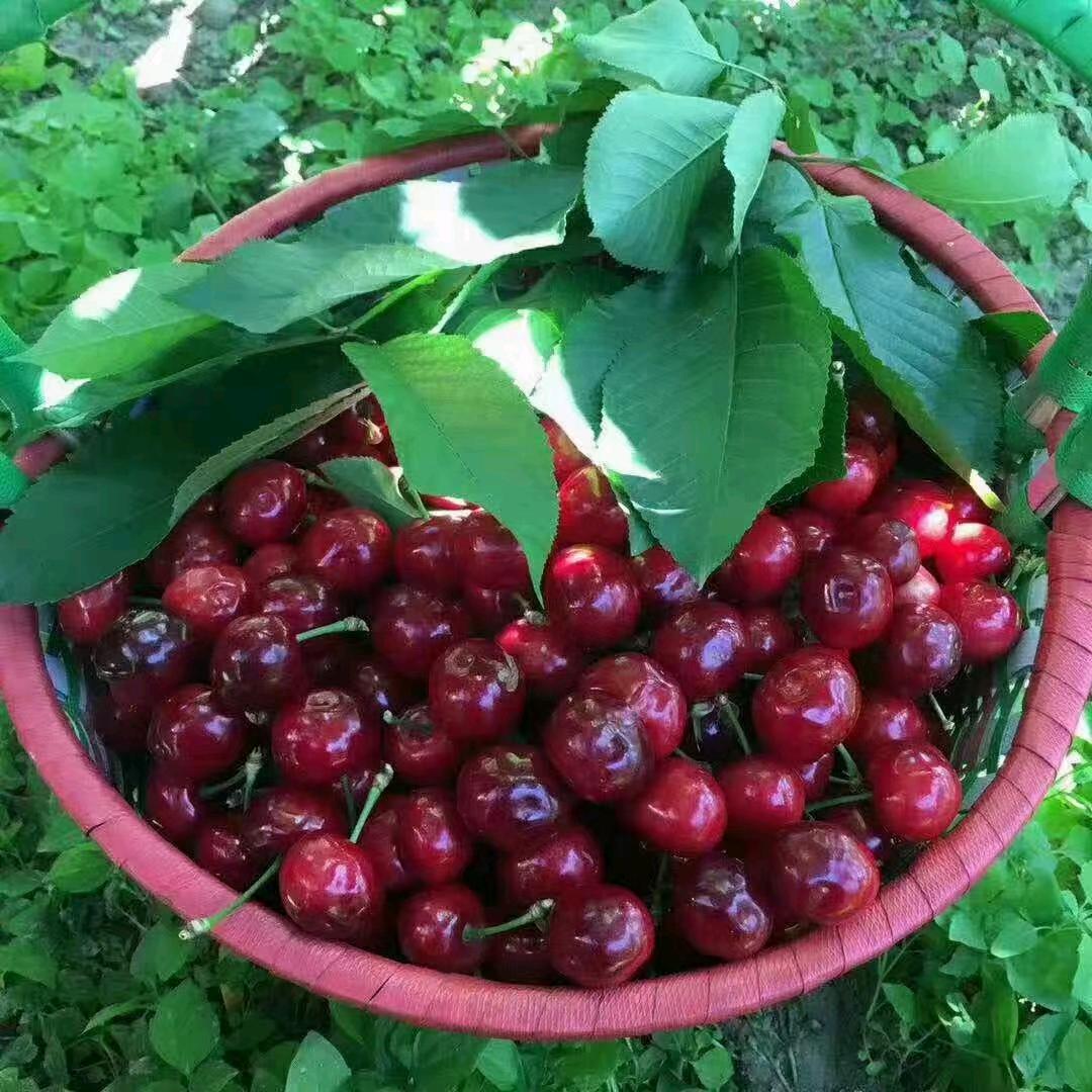 汶川雁门皂角树农家乐