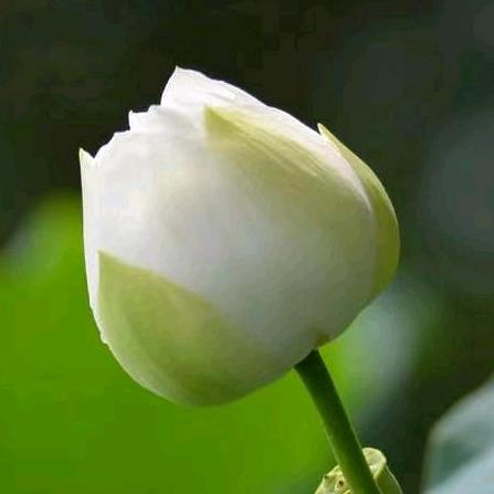 晴栀菀歌