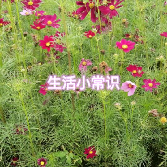 江妈爱分享