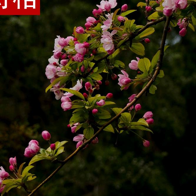 诗格花卉