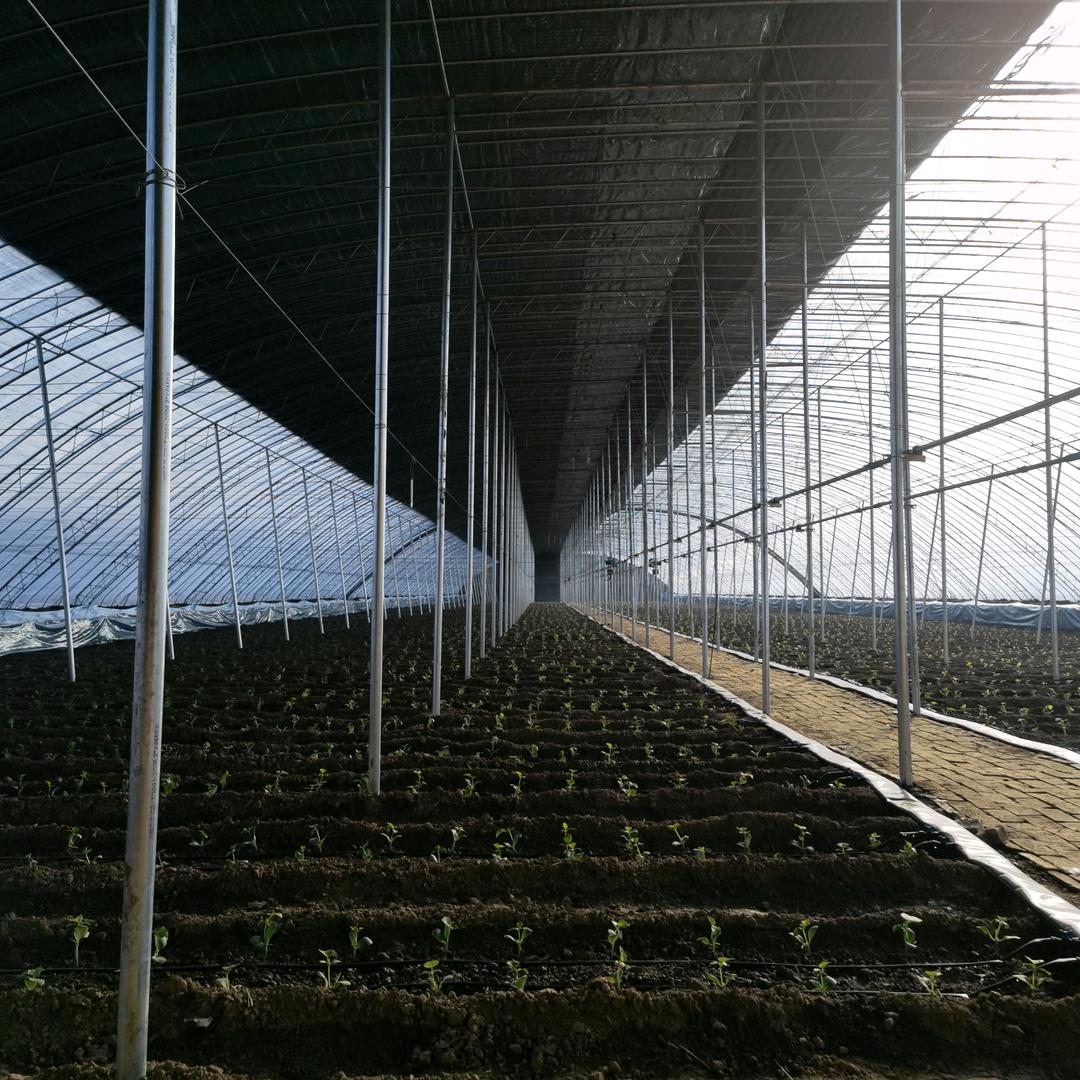 固安硕依果蔬种植基地