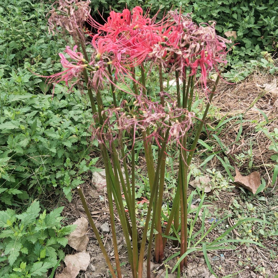 已别两宽（拒私聊）