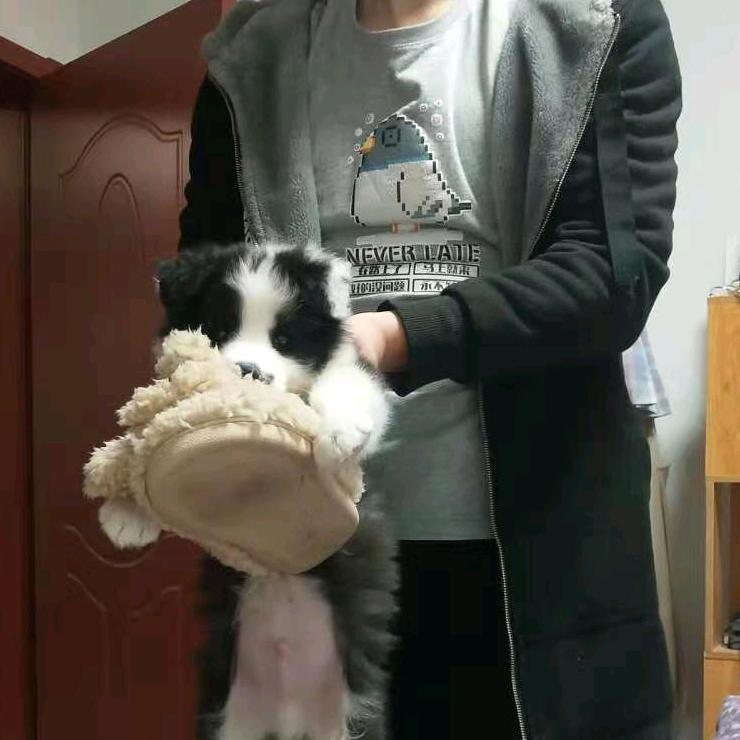 狸卷卷
