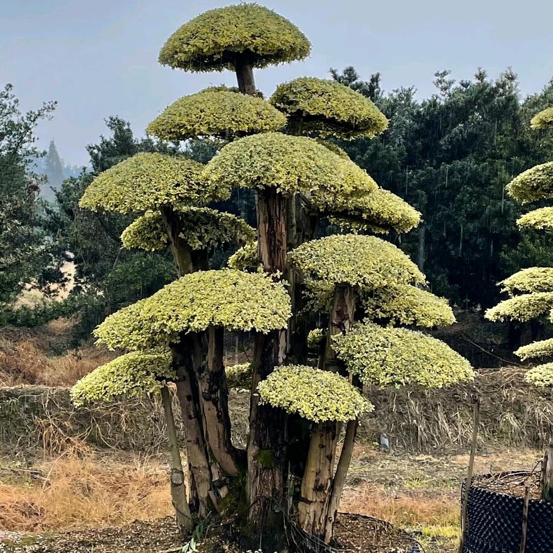 岁月痕迹
