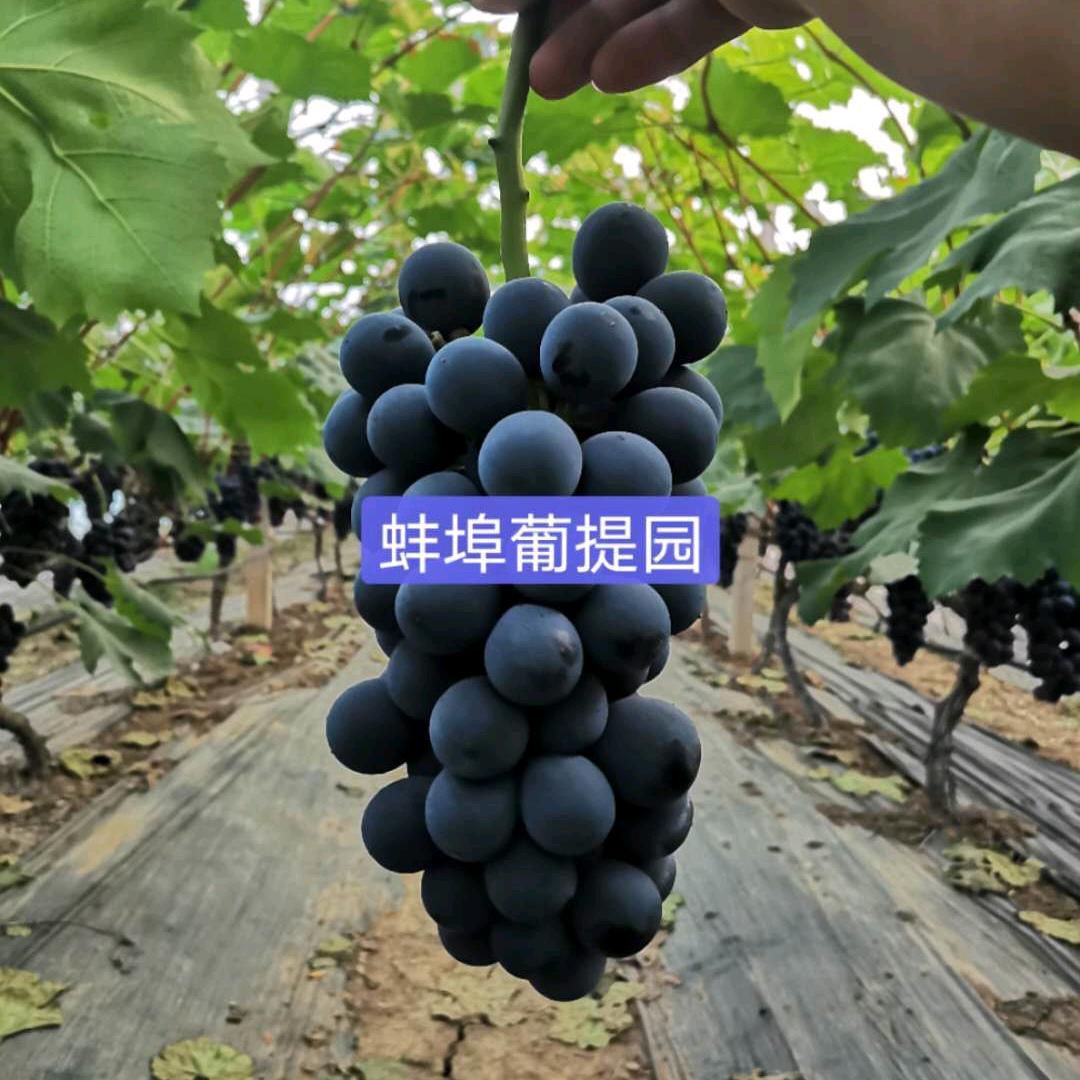 蚌埠葡提园