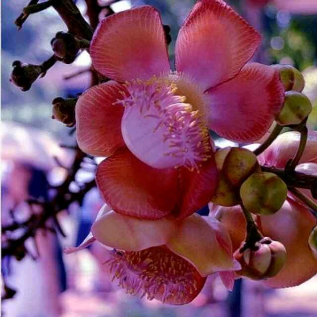 惟因，师兄