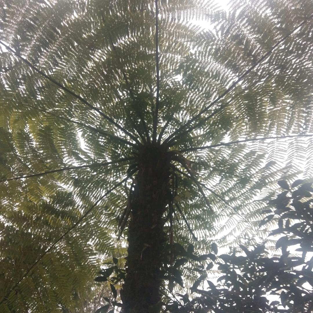 花开花络