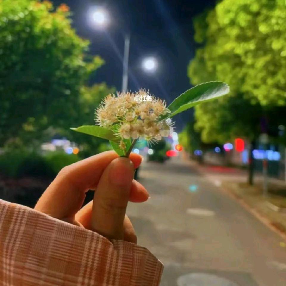 小菊