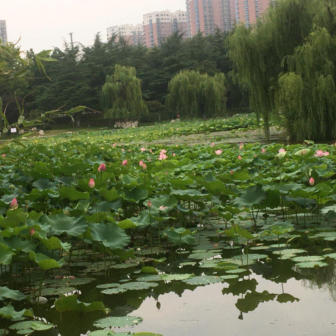 一缕清风吹路人