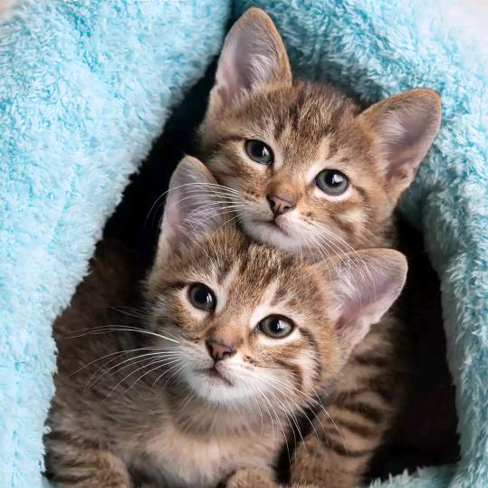 取个虎年吉祥的名字