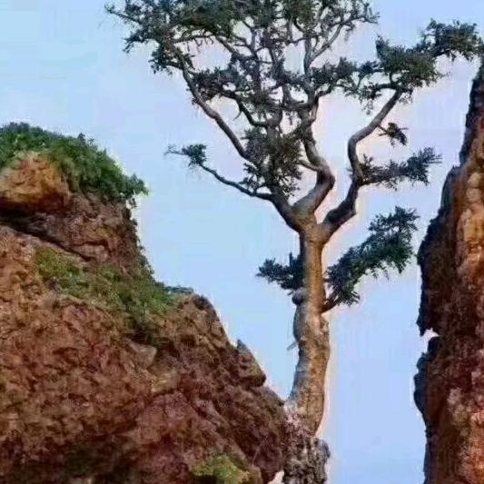 漂泊外奋斗