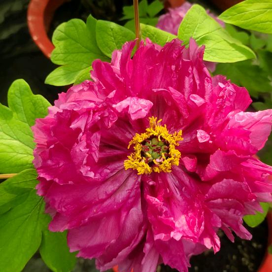 慧姐小号📣（现实农村生活）