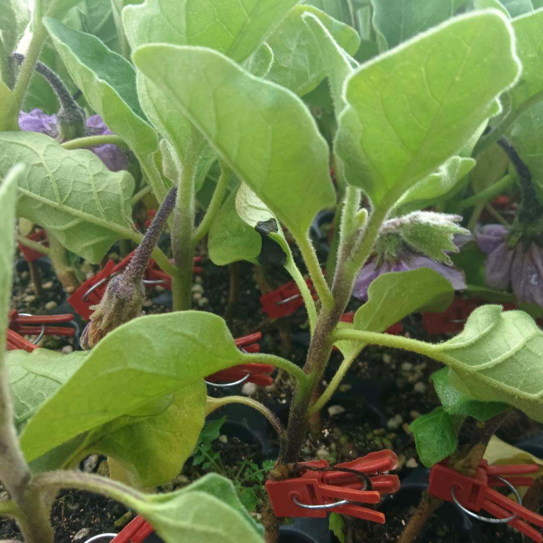 鹤壁市山城区硕丰贸易商行