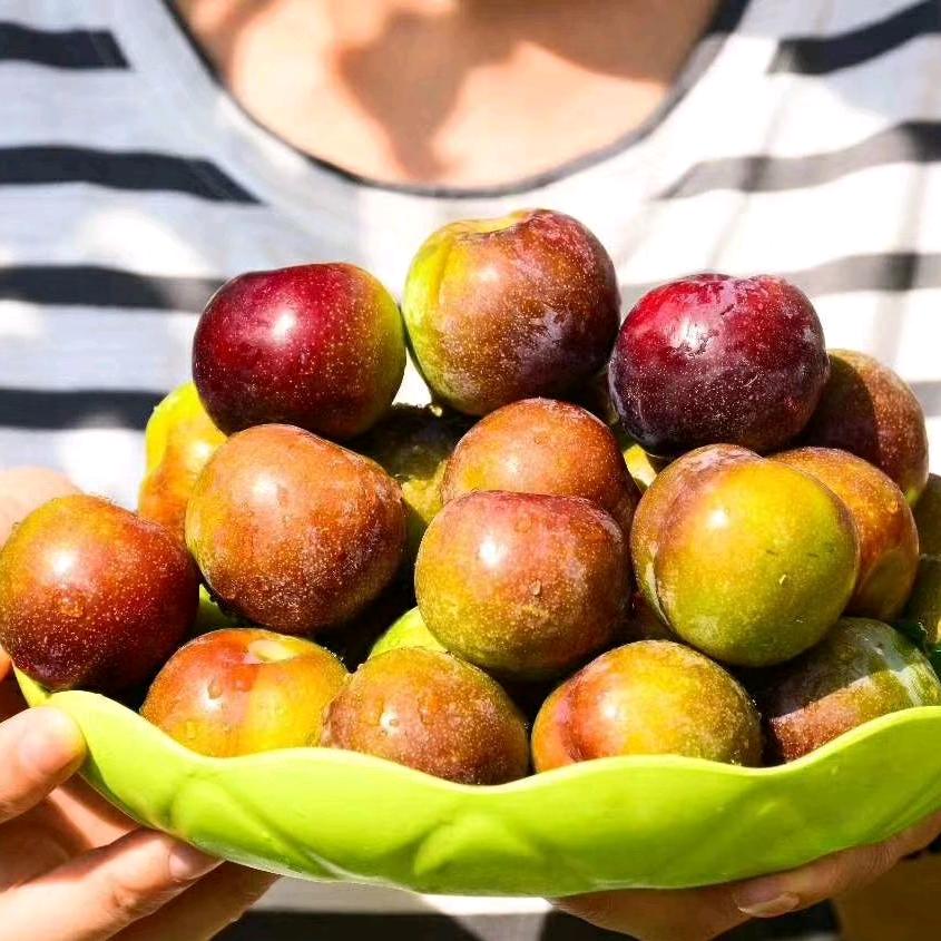 绥江名李水果店，半边红代办代发！