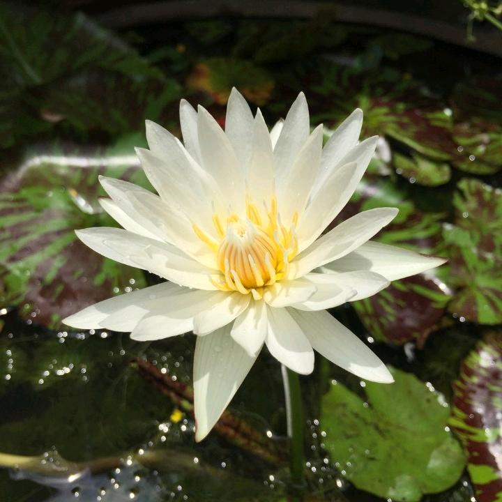 俊