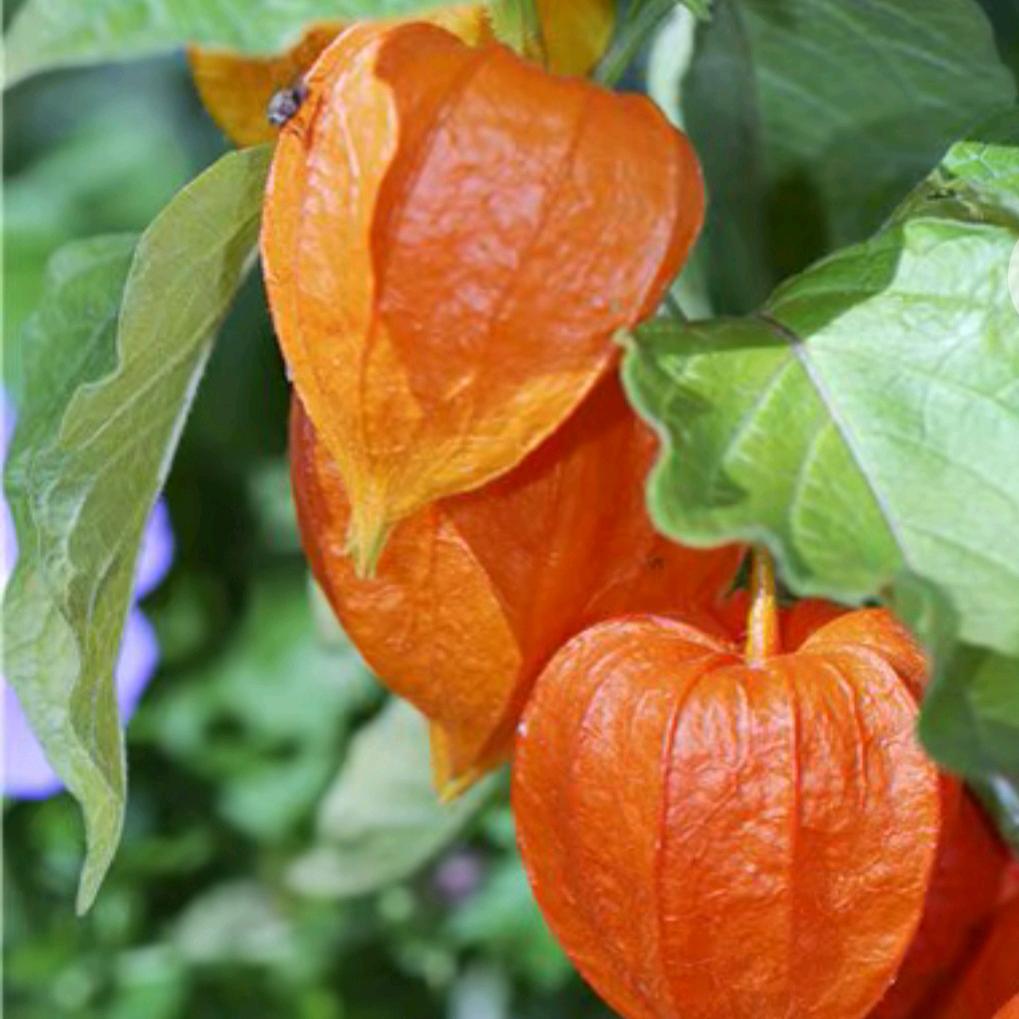 大新街夜市椒麻鸡